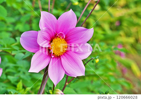 ピンクのコウテイダリアの花(秋、十一月) ピンクのコウテイダリアの花(秋、十一月) 120666028