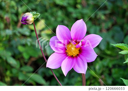 ピンクのコウテイダリアの花（秋、十一月） 120666033