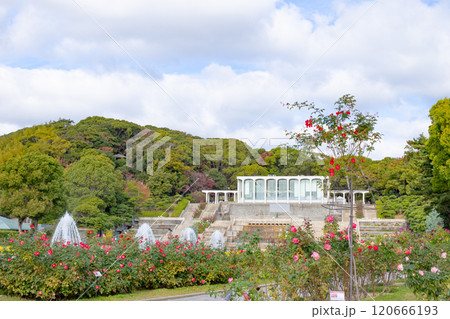 神戸市の須磨離宮公園にある庭園のバラと噴水 神戸市の須磨離宮公園にある庭園のバラと噴水 120666193