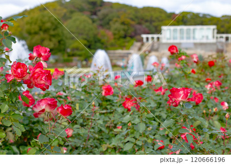 神戸市の須磨離宮公園にある庭園のバラと噴水 120666196