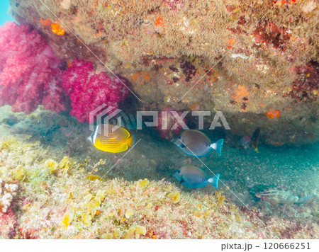 水中洞窟にいる美しいチョウチョウウオ（チョウチョウウオ科）、ニザダイ（ニザダイ科）他の群れ。ヒリゾ浜 120666251