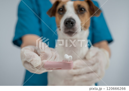 A vet is cleaning the teeth of a Jack Russell Terrier.  120666266
