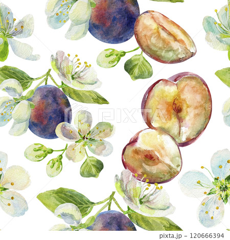 Seamless pattern of the plums branch with leaves and flowers on an isolated on a white background. Realistic illustration with watercolor hand drawn. Would look great on fabric, kitchen towels or food 120666394