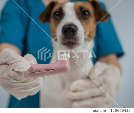 A vet is cleaning the teeth of a Jack Russell Terrier.  120666425