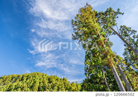 鞍馬の針葉樹林　そびえ立つ杉の大木　京都市 120666502