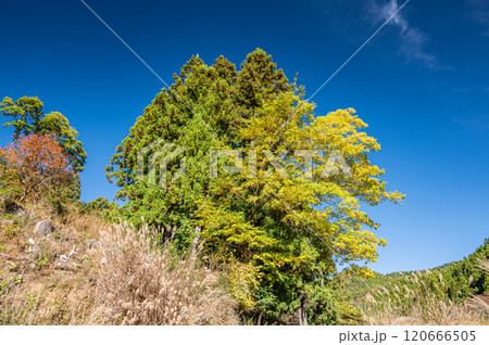 秋の鞍馬の山林風景 京都市 秋の鞍馬の山林風景 京都市 120666505