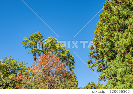 秋の鞍馬の山林風景 京都市 秋の鞍馬の山林風景 京都市 120666506