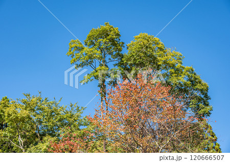 秋の鞍馬の山林風景　京都市 120666507