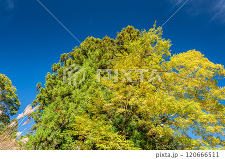 秋の鞍馬の山林風景　京都市 120666511
