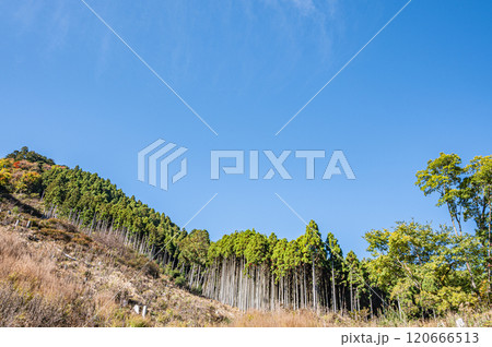 秋の鞍馬の山林風景　京都市 120666513