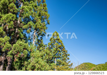秋の鞍馬の山林風景 京都市 秋の鞍馬の山林風景 京都市 120666523