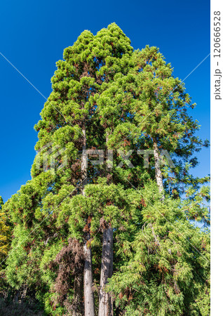 鞍馬の山中に立つ針葉樹の大木　京都市 120666528