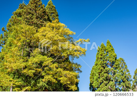 秋の鞍馬の山中に立つ針葉樹の大木と黄葉した木々　京都市 120666533