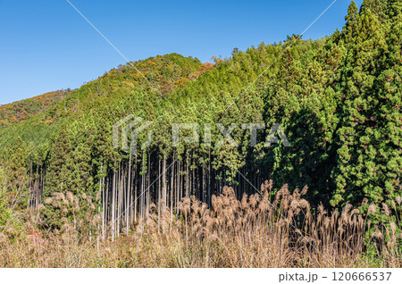 秋の鞍馬の針葉樹林　京都市 120666537