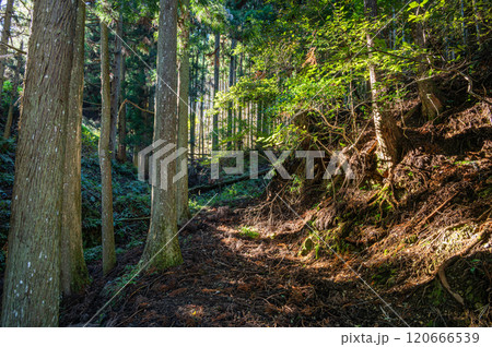 木漏れ日射す針葉樹林　京都市鞍馬 120666539