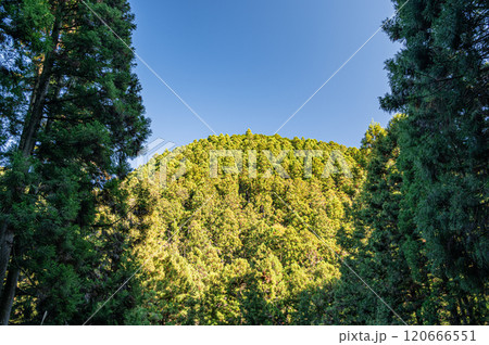 秋の鞍馬の針葉樹林 京都市 秋の鞍馬の針葉樹林 京都市 120666551