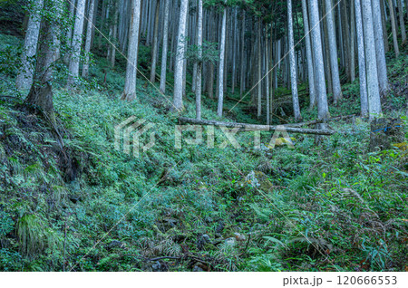 針葉樹林　京都市鞍馬 120666553