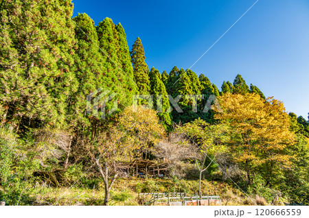 秋色の鞍馬山林風景 京都市 秋色の鞍馬山林風景 京都市 120666559