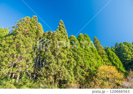 秋の鞍馬の針葉樹林　京都市 120666563