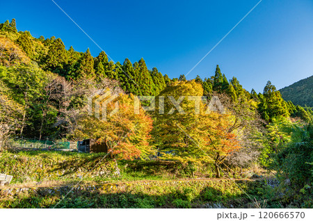 晩秋の鞍馬山林風景 京都市 晩秋の鞍馬山林風景 京都市 120666570