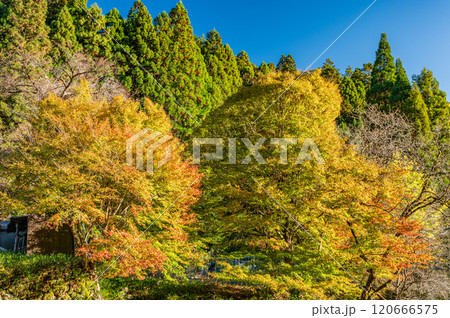晩秋の鞍馬山林風景 京都市 晩秋の鞍馬山林風景 京都市 120666575