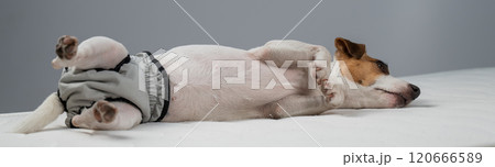 Jack Russell Terrier dog lying on bed in reusable diapers.  120666589