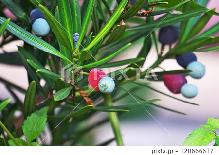 ラカンマキの実（秋、十一月） 120666617