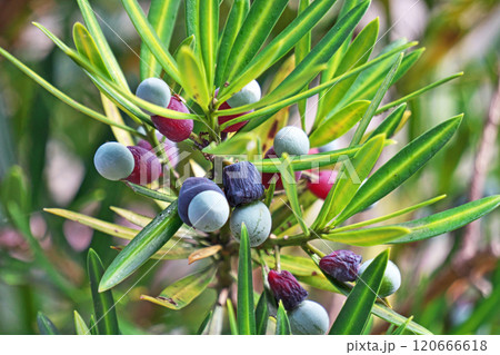 ラカンマキの実（秋、十一月） 120666618