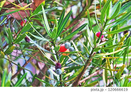 ラカンマキの実（秋、十一月） 120666619