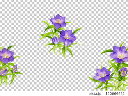 Watercolor gentian flower 120666621