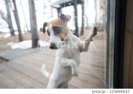 The dog stands at the patio window and asks to go inside the house.  120666683