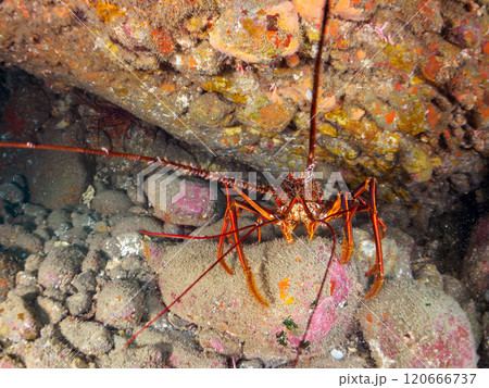 水中洞窟にいる美しく大きなイセエビ（イセエビ科）とカイメン。静岡県伊豆半島賀茂郡南伊豆町中木ヒリゾ浜 120666737