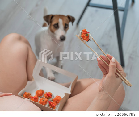 A pregnant woman sits on the sofa and eats rolls. Jack Russell Terrier dog sits on the floor and begs for food from its owner. A pregnant woman sits on the sofa and eats rolls. Jack Russell Terrier dog sits on the floor and begs for food from its owner. 120666798