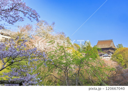 桜満開の世界遺産 早朝の吉野山 桜満開の世界遺産 早朝の吉野山 120667040