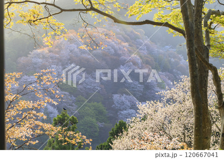 桜満開の世界遺産 早朝の吉野山 桜満開の世界遺産 早朝の吉野山 120667041