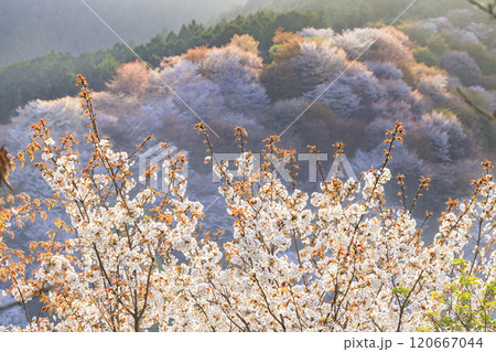 桜満開の世界遺産　早朝の吉野山 120667044