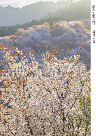 桜満開の世界遺産　早朝の吉野山 120667046
