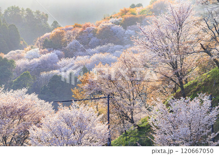 桜満開の世界遺産　早朝の吉野山 120667050