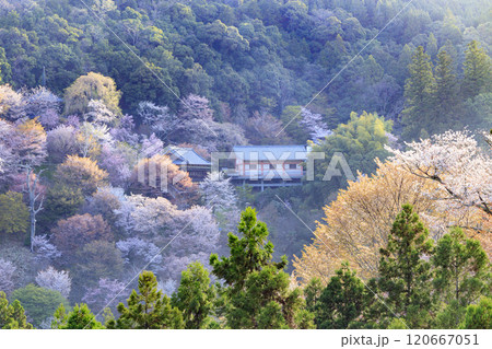 桜満開の世界遺産　早朝の吉野山 120667051