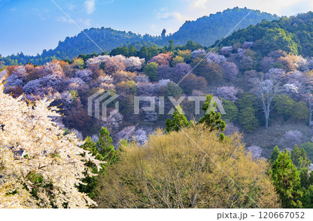 桜満開の世界遺産　早朝の吉野山 120667052