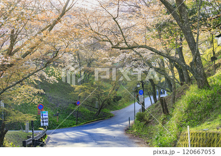 桜満開の世界遺産 早朝の吉野山 桜満開の世界遺産 早朝の吉野山 120667055