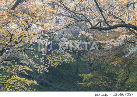 桜満開の世界遺産　早朝の吉野山 120667057