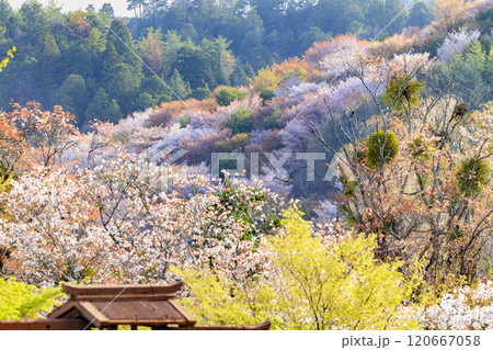 桜満開の世界遺産 早朝の吉野山 桜満開の世界遺産 早朝の吉野山 120667058