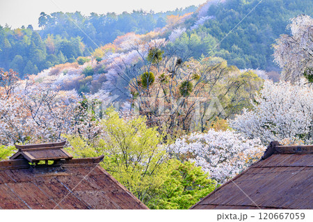 桜満開の世界遺産 早朝の吉野山 桜満開の世界遺産 早朝の吉野山 120667059