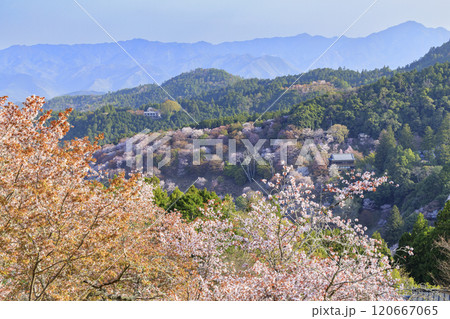 桜満開の世界遺産　早朝の吉野山 120667065