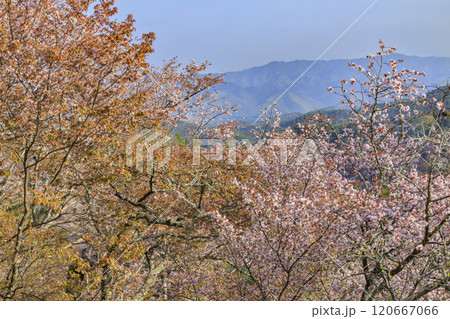 桜満開の世界遺産 早朝の吉野山 桜満開の世界遺産 早朝の吉野山 120667066