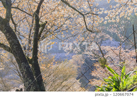 桜満開の世界遺産 早朝の吉野山 桜満開の世界遺産 早朝の吉野山 120667074