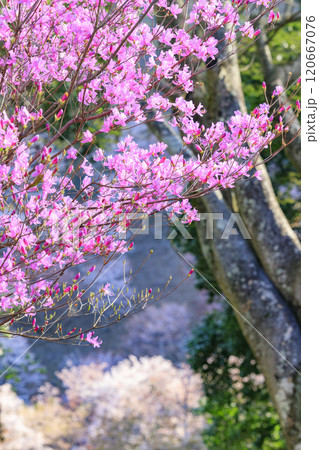 桜満開の世界遺産　早朝の吉野山 120667076