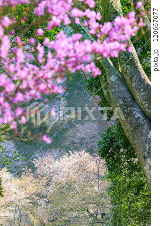 桜満開の世界遺産　早朝の吉野山 120667077