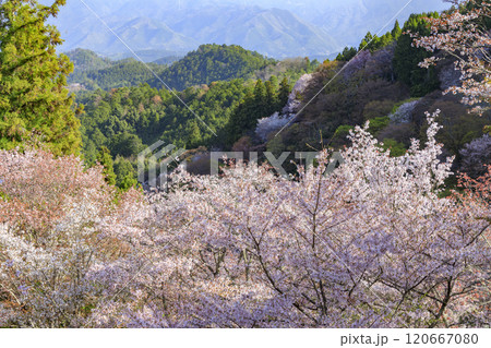 桜満開の世界遺産　早朝の吉野山 120667080